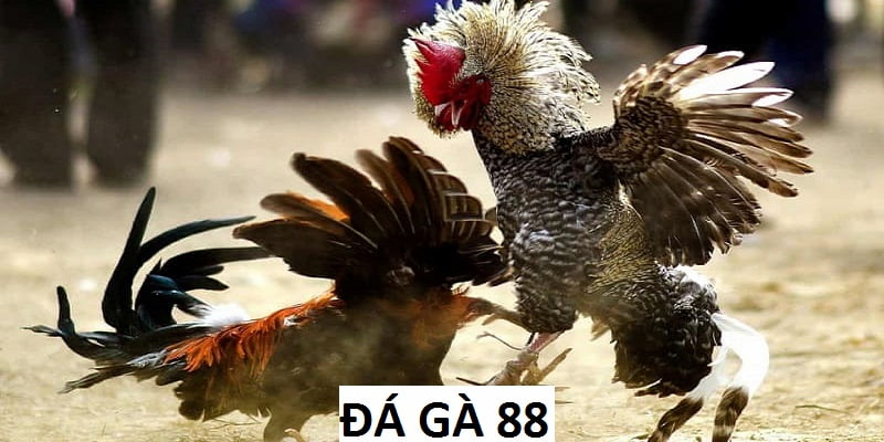Đá gà 88