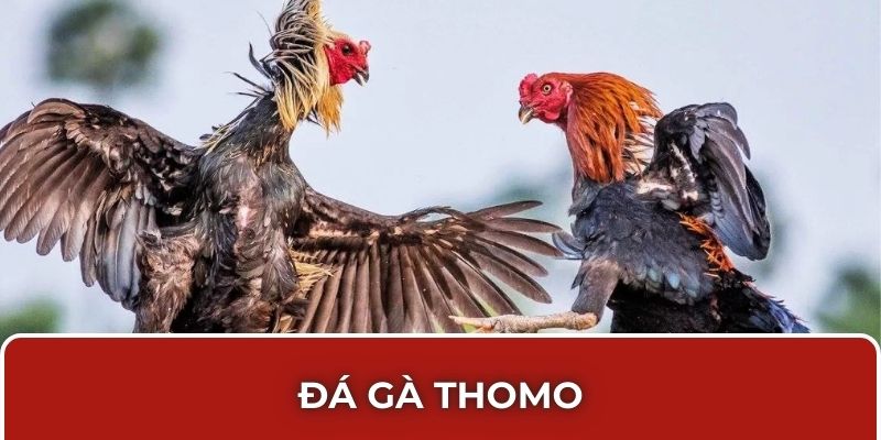 đá gà thomo 188bet